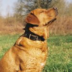 Five Things I Check Before a Weekend Hike, Starting With the Dog Collar