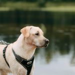Trail Notes From a 6.30am Start: Clipping On a Dog Harness Before Sunrise